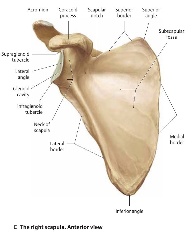 K. POSTURE CENTER Shoulder anatomy and rom Daum 카페