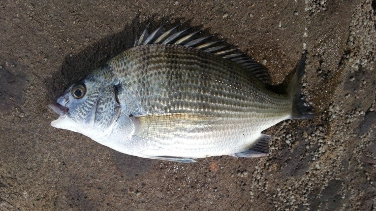 %BB%E7%C1%F8_577.jpg?type=w740