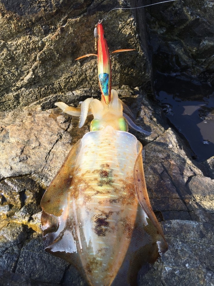 IMG_1173.JPG?type=w740